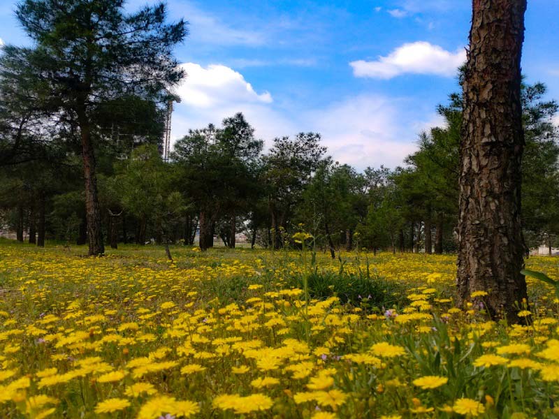 پارک جنگلی خرگوش دره