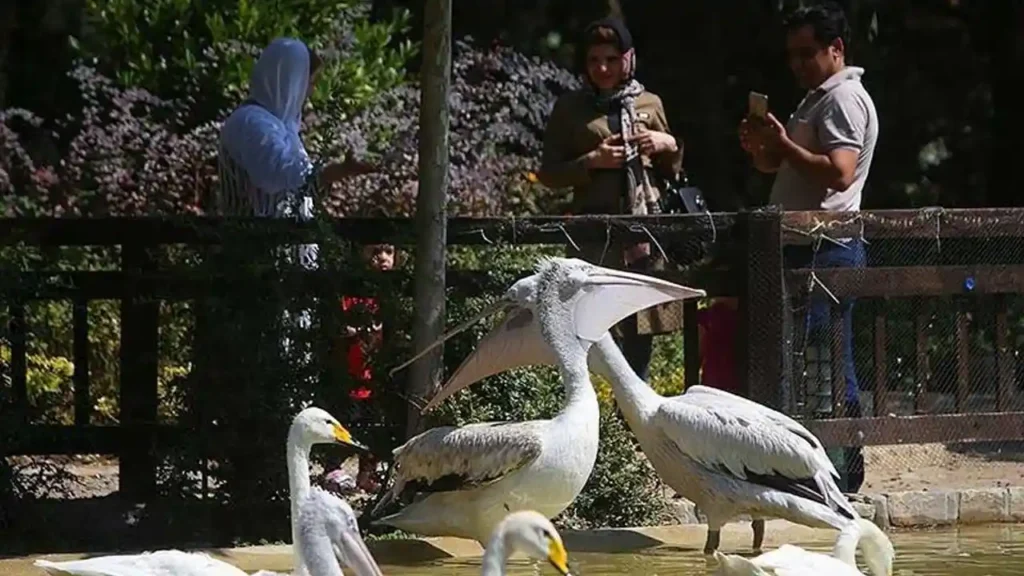 پرندگان آبزی در باغ پرندگان تهران