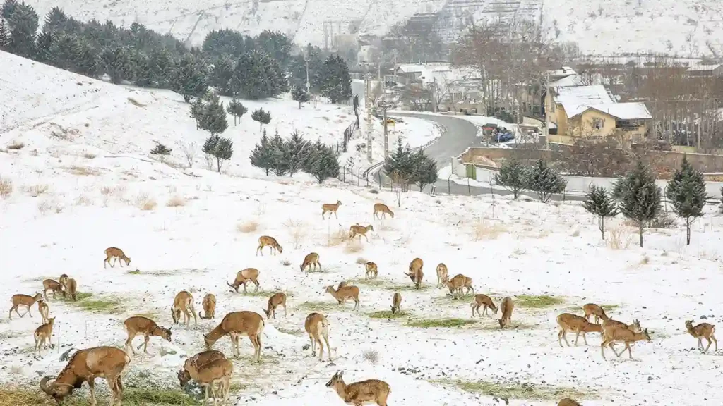 منطقه حفاظت شده ورجین